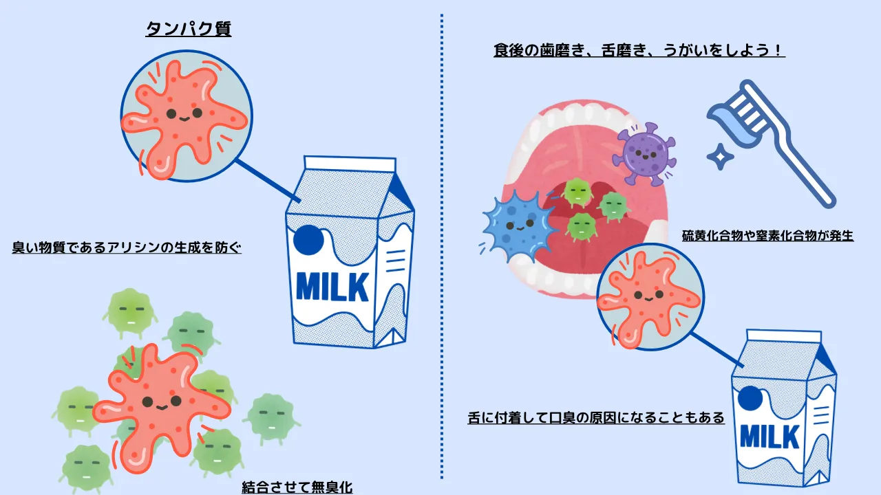 牛乳が口臭をなくすことを説明する画像